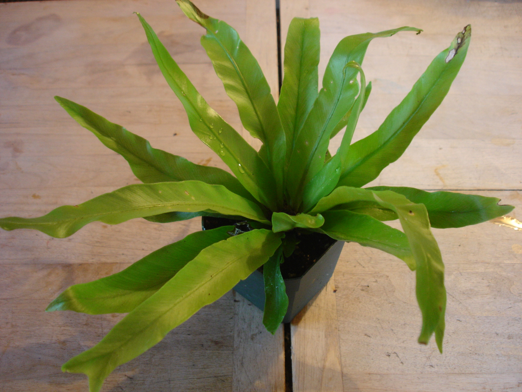 Bird's Nest Fern