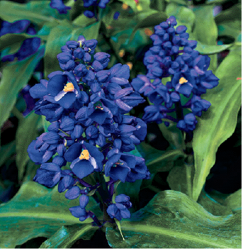 Blue Flowers on House Plant Bears Spikes Of Royal Blue Flowers In Fall And Winter