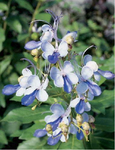 Bouvardia Flowers on Plant Bears Unique Flowers The Flowers Resemble Butterflies In Flight