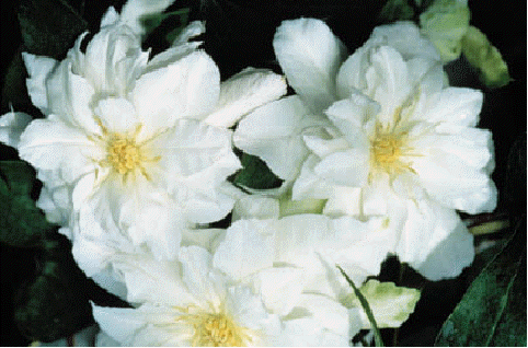 Clematis 'Arctic Queen'