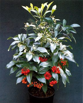 Coral Berry (Ardisia crenata)