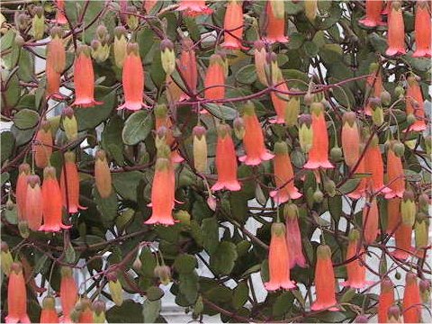 Kalanchoe uniflora