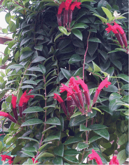 goldfish plant pictures. Lipstick Plant