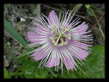 Maypop