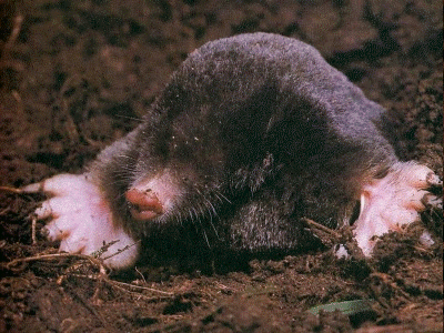 Mole