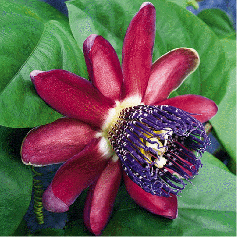 Passion Flower Vine on Passion Flower P Assiflora Ruby Glow To 2 This Passion Flower Bears