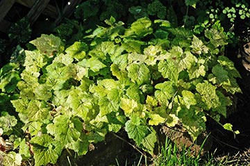 Variegated piggyback plant