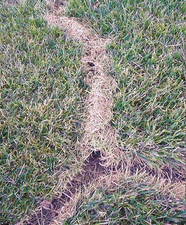 vole damage in the lawn