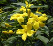 Yellow jasmine