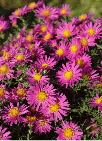 Dwarf aster 'Alice Haslam'