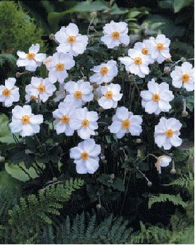 Anemone 'Honorine Jobert'