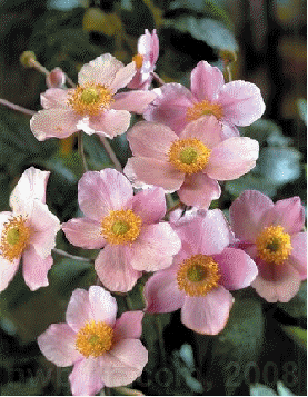 Anemone 'Robustissima'