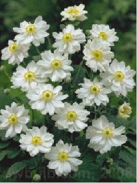 Anemone 'Whirlwind'