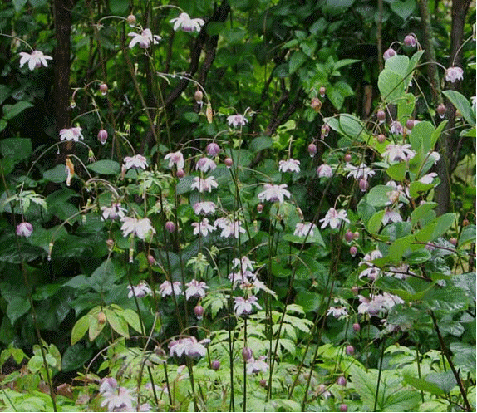 Anemonopsis macrophylla - a woodland perennial that forms a clump of attractive fern-like foliage.