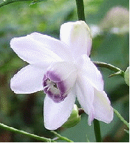 Anemonopsis macrophylla flower