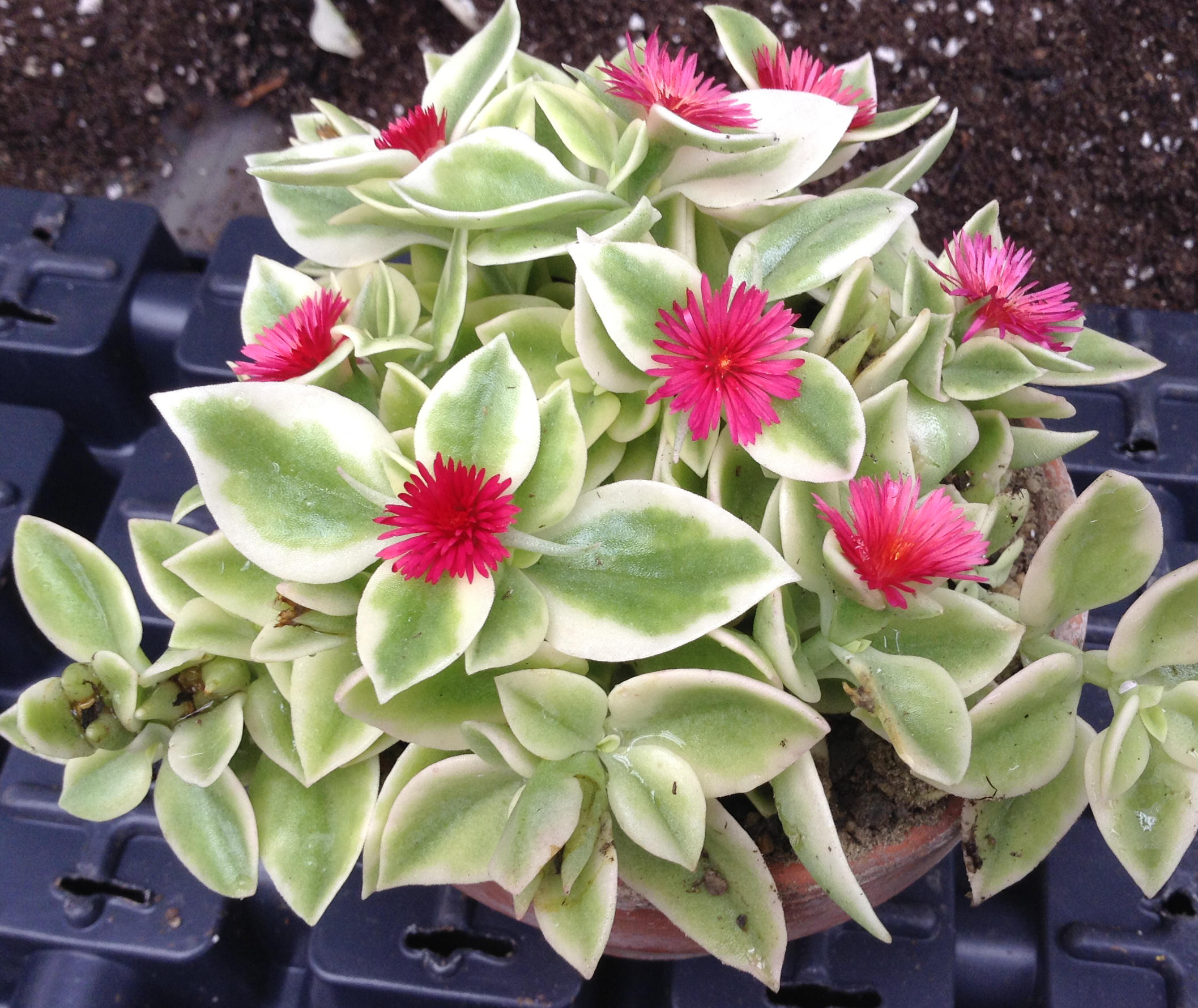 Variegated Baby Sunrose, also called variegated red apple (Aptenia cordifolia 'Variegata')