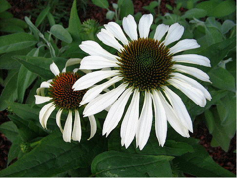 Echinacea 'Baby White Swan'