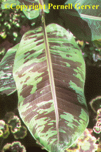 Zebra-leaf banana leaf