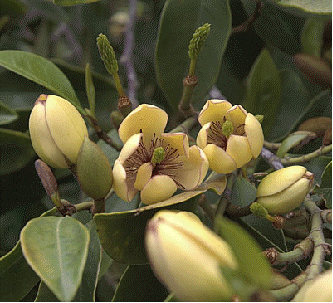 Banana Shrub