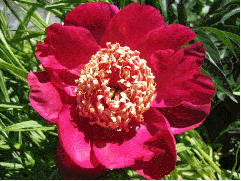 Peony 'Barrington Belle'