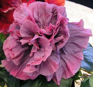 Hibiscus 'Bayou Rose' .