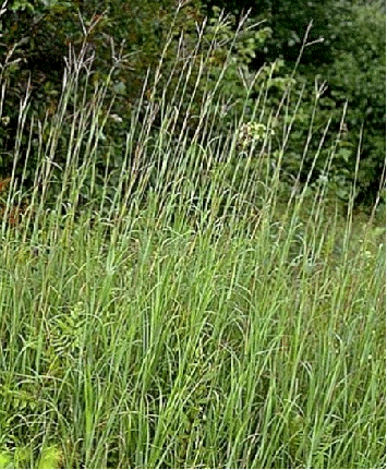 Big Bluestem