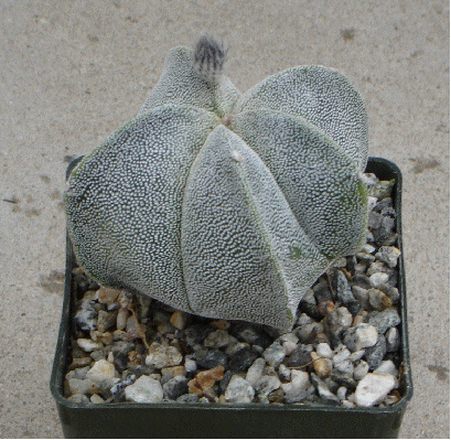 Bishop's Cap Cactus