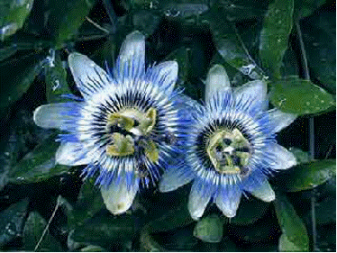 Passion Flower 'Blue Bouquet'