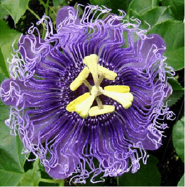 Passion flower 'Blue Eyed Susan'