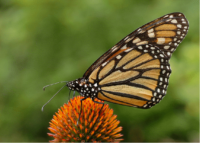 Monarch butterfly on coneflower