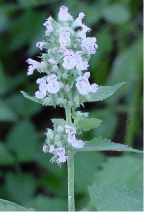 Catnip flowers