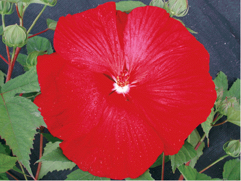 Hibiscus 'Cinnamon Grappa'