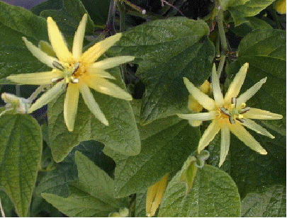 Passion Flower 'Citrina'
