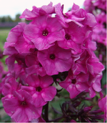 Phlox 'Classis Cassis'