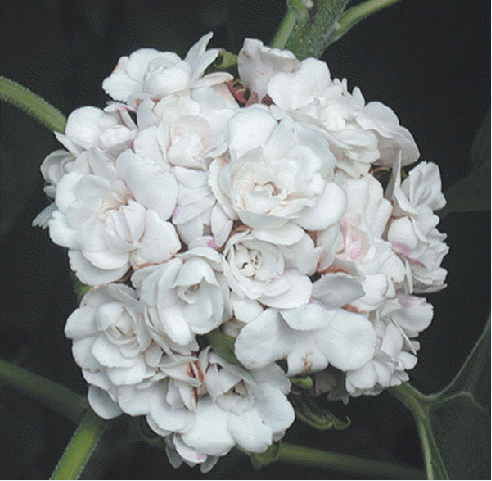 Clerodendrum philipinum