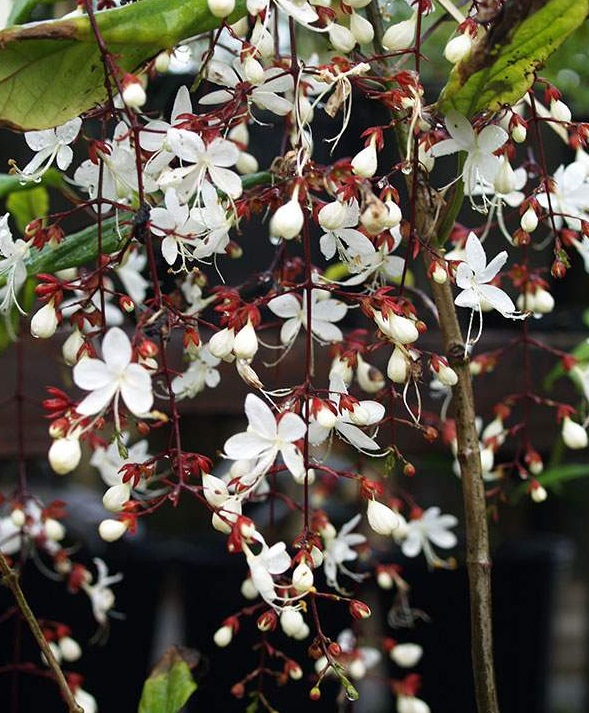 Clerodendrum schmidtii