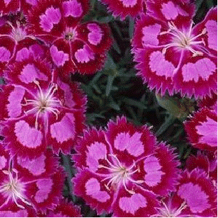 Dianthus 'Cranberry Ice'