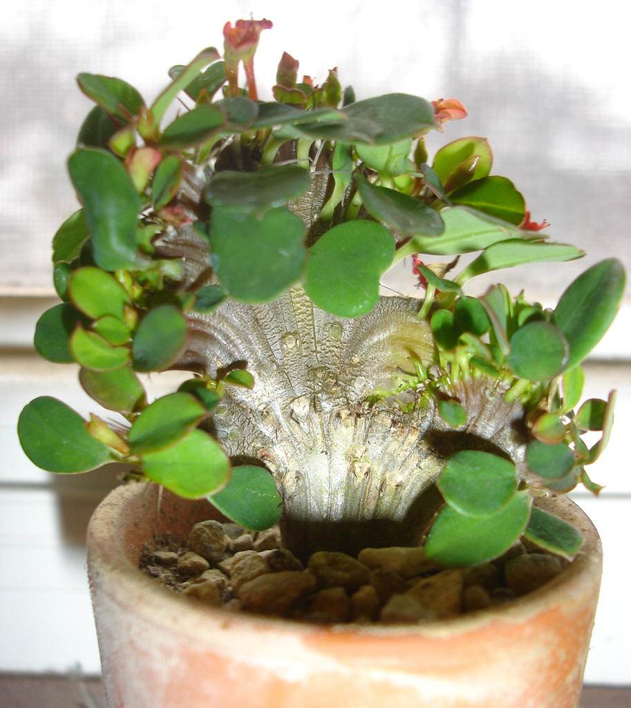 Crested Crown of Thorns (Euphorbia milii bosseri crest)