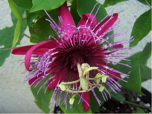 Passion Flower 'Crimson Tears'