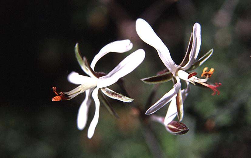 Pelargonium dasyphyllum flowers