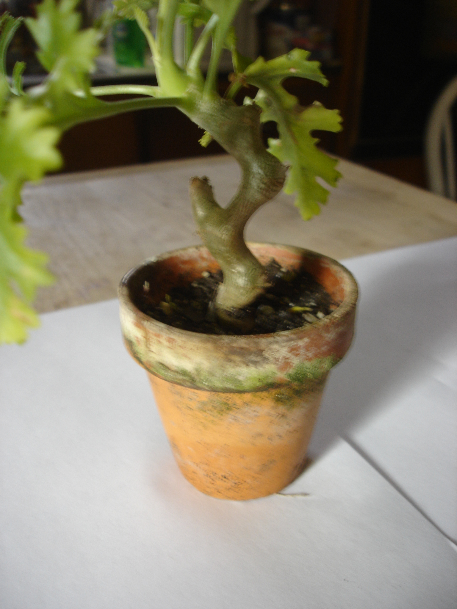 Pelargonium dasyphyllum