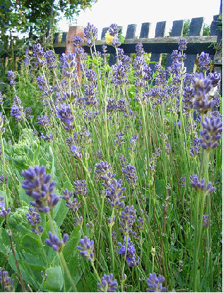 Lavender 'Dilly Dilly' - this is a very fragrant cross that is quite vigorous.