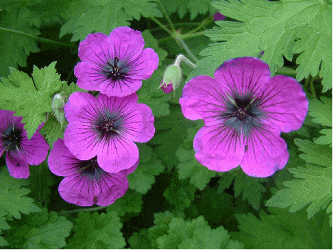 Geranium 'Dragon Heart'