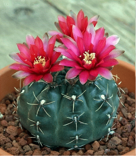 Dwarf Chin Cactus