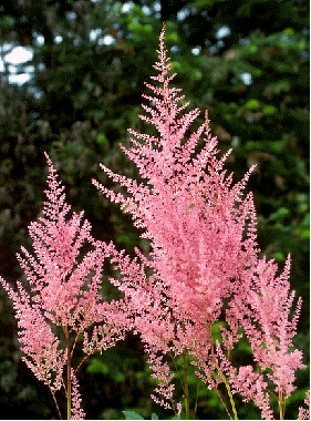 Astilbe 'Europa'