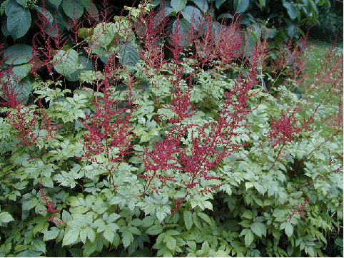 Astilbe 'Fire'
