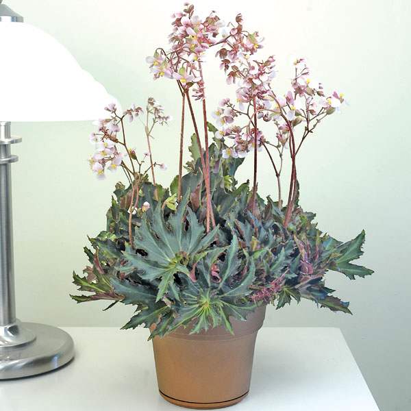 Begonia 'Flemenco'