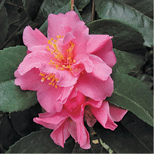 Camellia 'Fragrant Pink'
