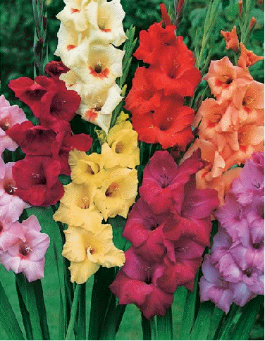 Gladioli