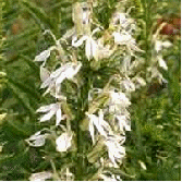 Lobelia 'Gladys Lyndley'